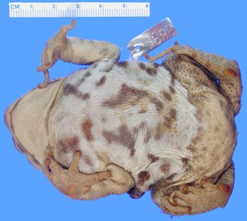 Media type: image; Herpetology A-3689